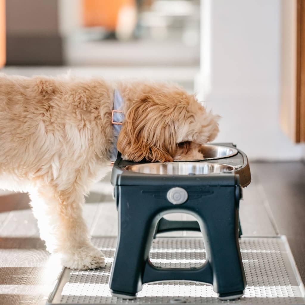 Adjustable Height Double Pet Feeder with Stainless Steel Bowls Y8166