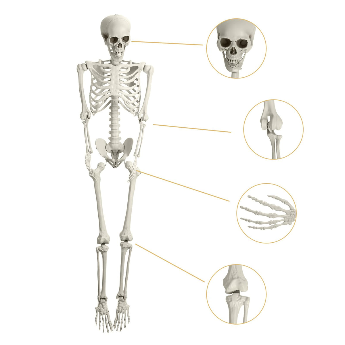 5.4FT Posable Skeleton with Movable Joints H175