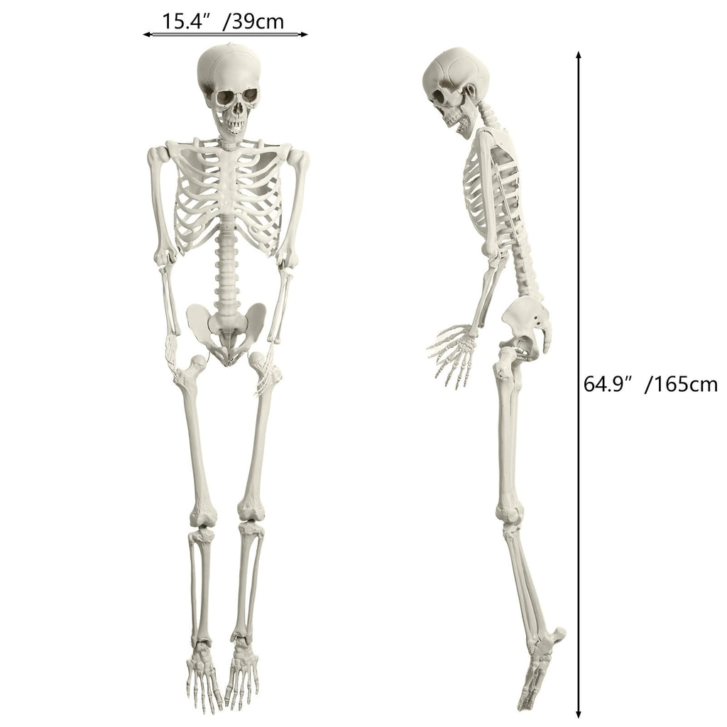 5.4FT Posable Skeleton with Movable Joints H175