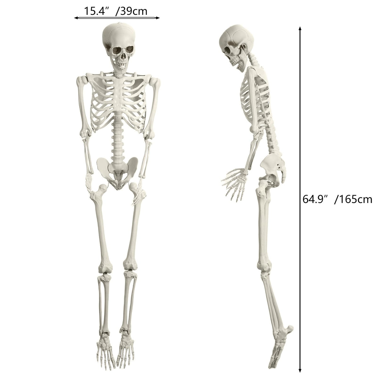 5.4FT Posable Skeleton with Movable Joints H175